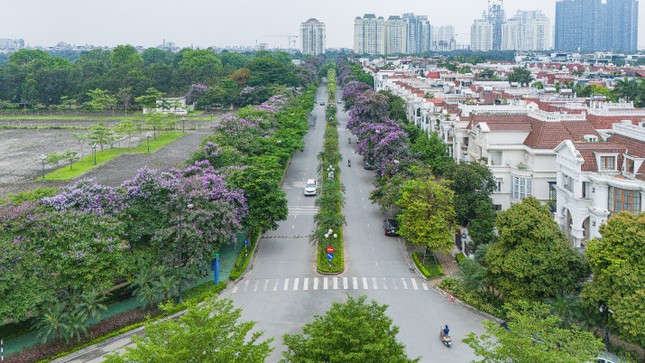 Mùa bằng lăng Ciputra Hanoi ảnh 1