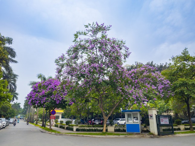 Mùa bằng lăng Ciputra Hanoi ảnh 2