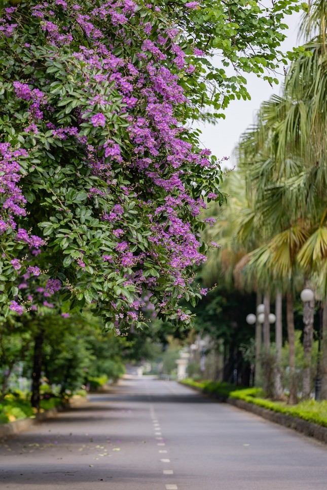 Mùa bằng lăng Ciputra Hanoi ảnh 4
