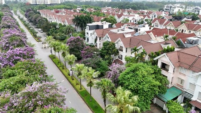 Mùa bằng lăng Ciputra Hanoi ảnh 6