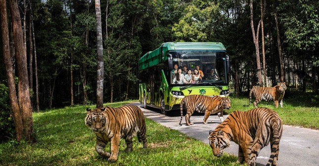 Động vật quý hiếm liên tục được cứu hộ và sinh sản thần kỳ tại hệ thống Vinpearl Safari ảnh 3