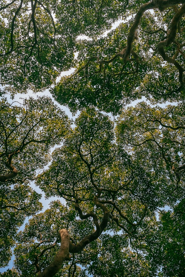 Khám phá The Canopy Clubhouse – Tiện ích nâng tầm phong cách sống nghỉ dưỡng tại Thành phố Mới Bình Dương ảnh 1