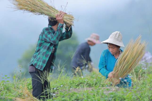 Lung linh mùa vàng trên rẻo cao Lai Châu ảnh 10