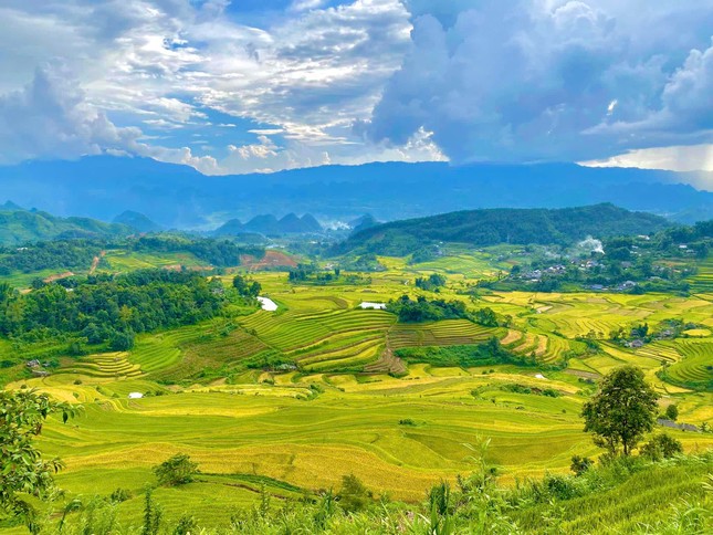 Lung linh mùa vàng trên rẻo cao Lai Châu ảnh 2