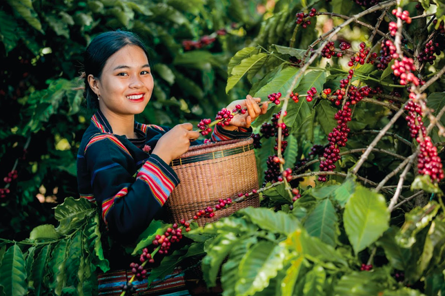 L’amant Café: Hành trình từ nông trại hữu cơ đến Thương hiệu Quốc gia Việt Nam 2024 ảnh 2