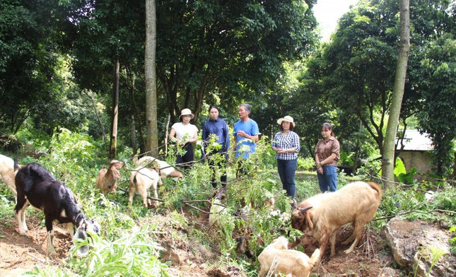 Hà Nội: Triển khai thành công 18 mô hình khuyến nông hiệu quả ảnh 1