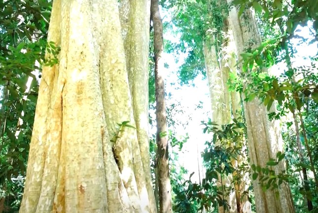 The forest in Binh Phuoc has 39 heritage trees, over 450 years old photo 3