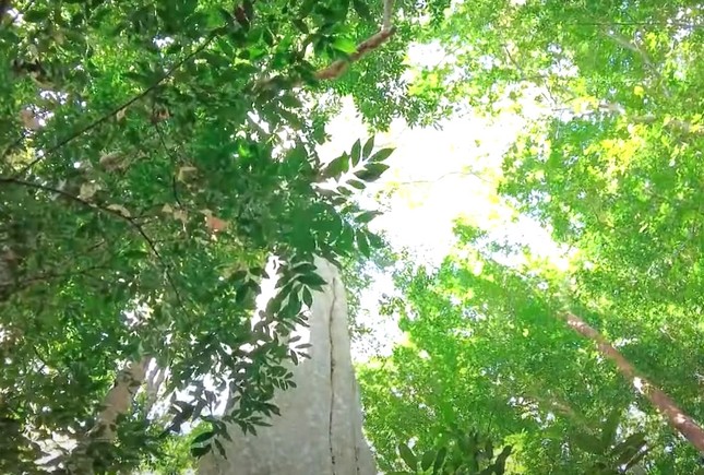 Close-up of the forest in Binh Phuoc with 39 heritage trees, over 450 years old photo 5