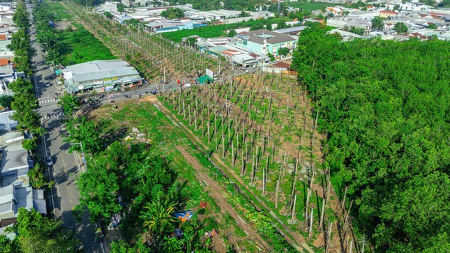 Vườn cây thanh niên hàng chục tỉ đồng của tuổi trẻ đất Thủ ảnh 5