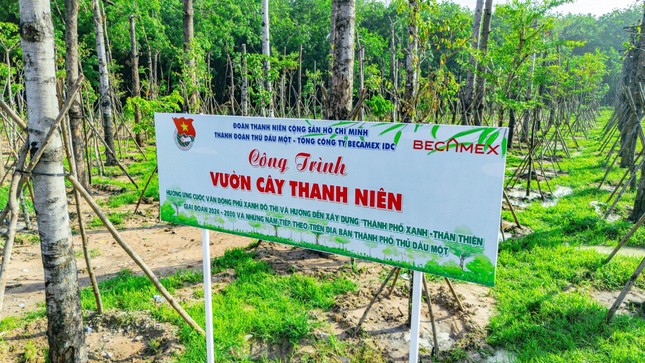 Vườn cây thanh niên hàng chục tỉ đồng của tuổi trẻ đất Thủ ảnh 6