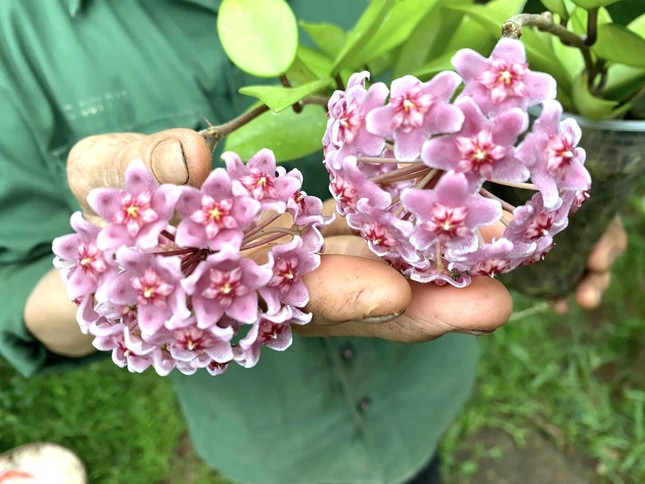 Chàng trai khởi nghiệp thành công từ 'loài hoa lạ’ ảnh 8