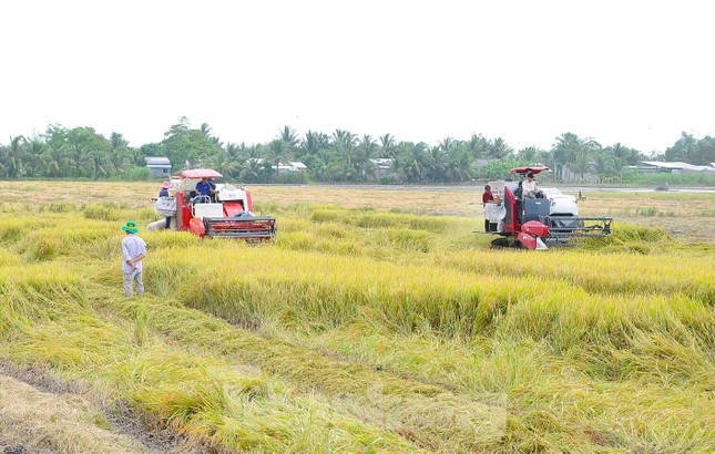 Cần Thơ hình thành 48.000ha lúa chất lượng cao ứng phó biến đổi khí hậu, bảo vệ môi trường ảnh 2