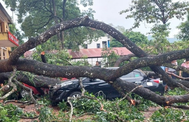 Mưa to, gãy cành xà cừ đè trúng 1 giáo viên, 4 ô tô bẹp rúm ở Thanh Hóa ảnh 2