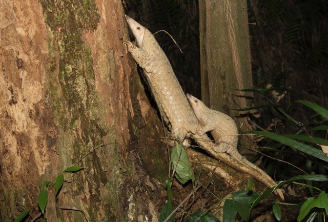 Ghi nhận nhiều động vật quý hiếm tại khu rừng nguyên sinh của Quảng Bình- Ảnh 5.