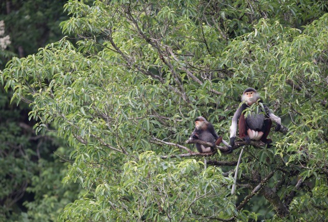 Ghi nhận nhiều động vật quý hiếm tại khu rừng nguyên sinh của Quảng Bình- Ảnh 9.