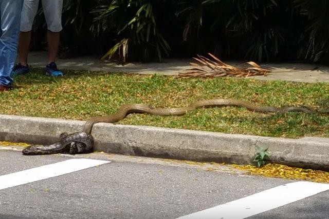 La 'enorme' cobra real mata a una pitón reticulada en la calle foto 1