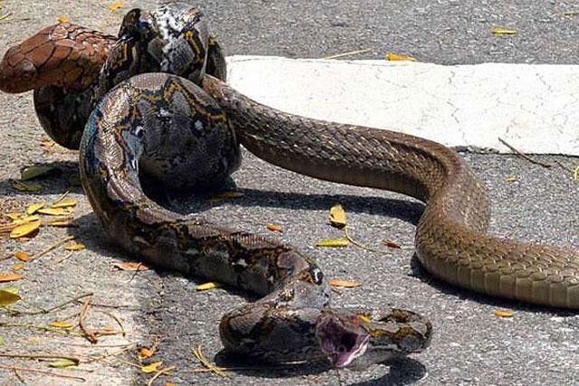 La 'enorme' cobra real mata a una pitón reticulada en la calle foto 2