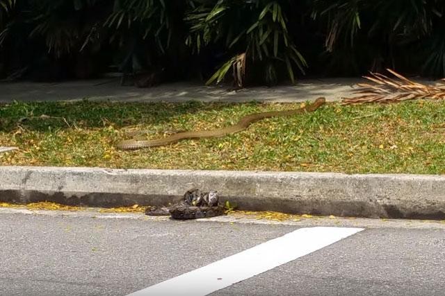 La 'enorme' cobra real mata a una pitón reticulada en la calle foto 5