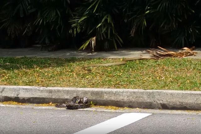 La 'enorme' cobra real mata a una pitón reticulada en la calle foto 6