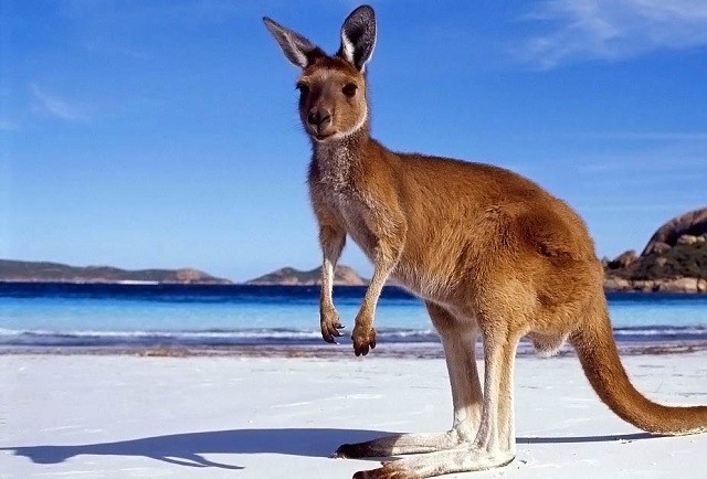 Giai thoại về nguồn gốc cái tên “kangaroo” của loài chuột túi ảnh 1