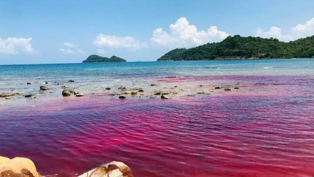 Thủy triều đỏ xuất hiện tại vùng biển đảo Thổ Châu ảnh 1