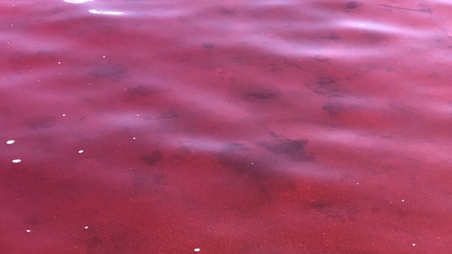 Thủy triều đỏ xuất hiện tại vùng biển đảo Thổ Châu ảnh 2