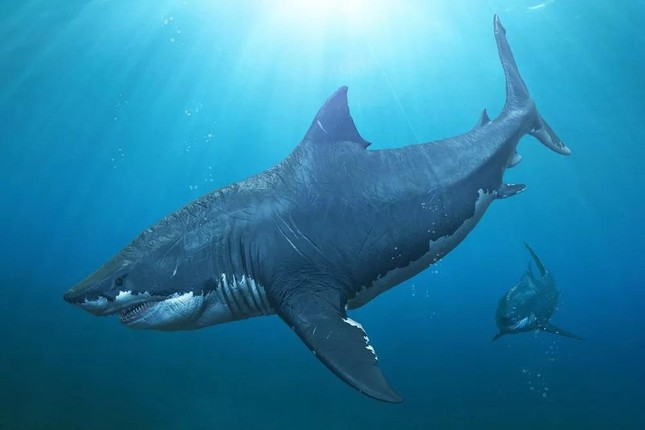 Sự thiệt về loại cá mập kếch xù cai trị đại dương thâm thúy rộng lớn trăng tròn triệu năm hình ảnh 1