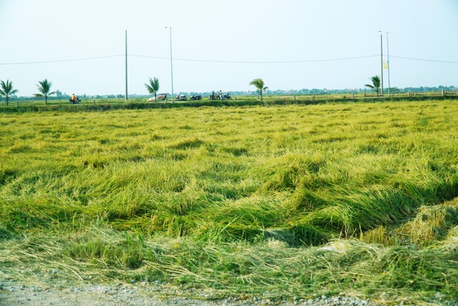Gần 1.300 ha lúa sắp thu hoạch đổ rạp do giông lốc ảnh 5