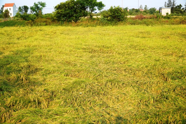 Gần 1.300 ha lúa sắp thu hoạch đổ rạp do giông lốc ảnh 3