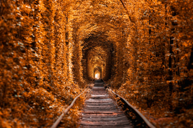 Tunnel of Love (Ukraine): Đường hầm tình yêu thơ mộng nhất châu Âu, đẹp như cổ tích ảnh 5