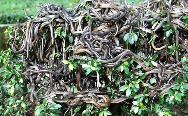 'Death Island' where tens of thousands of poisonous snakes rule photo 2