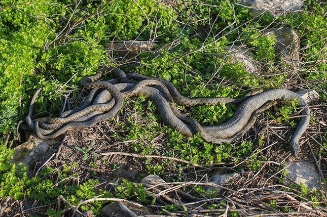 'Death Island' where tens of thousands of poisonous snakes rule photo 8