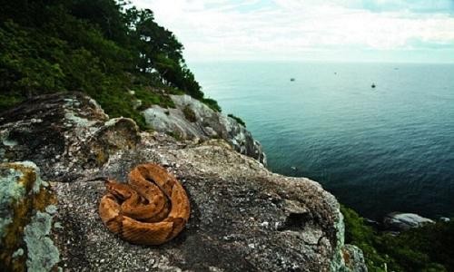 'Isla de la Muerte' donde decenas de miles de serpientes venenosas dominan foto 3