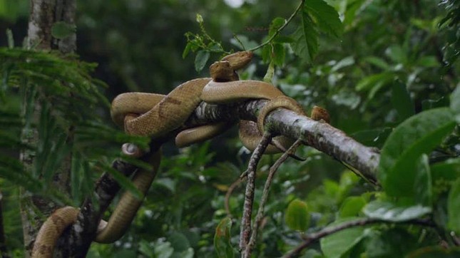 'Isla de la Muerte' donde decenas de miles de serpientes venenosas dominan foto 6