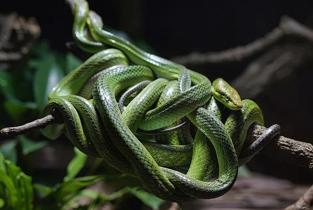 'Death Island' where tens of thousands of poisonous snakes rule photo 9