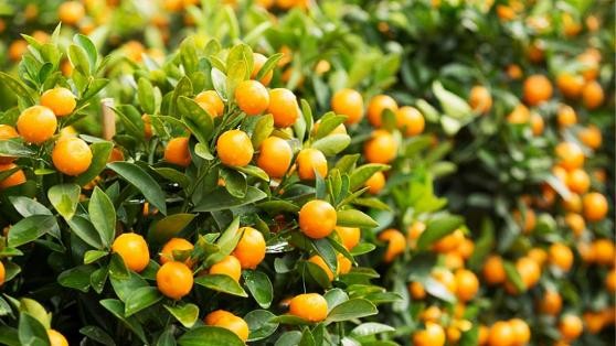 Sau khi chơi Tết, tận dụng ngay quả quất vừa tốt cho đường huyết lại khỏe cho xương ảnh 1