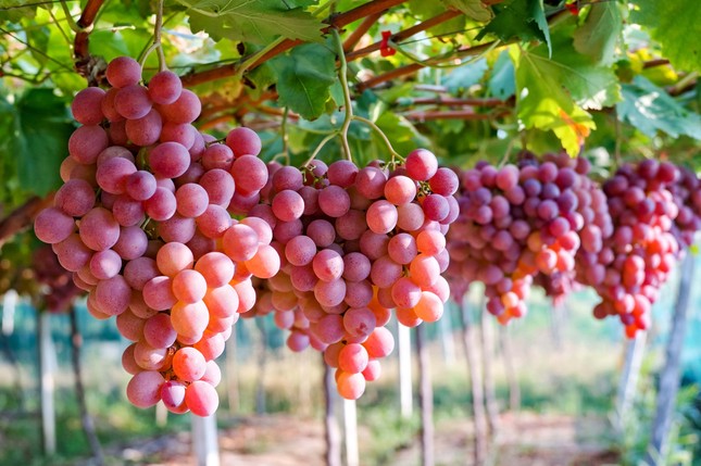 Những tác hại không thể ngờ cho sức khoẻ khi ăn quá nhiều nho ảnh 2