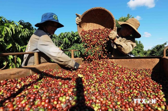 Nông sản Việt sắp lên sàn thương mại điện tử Trung Quốc ảnh 1