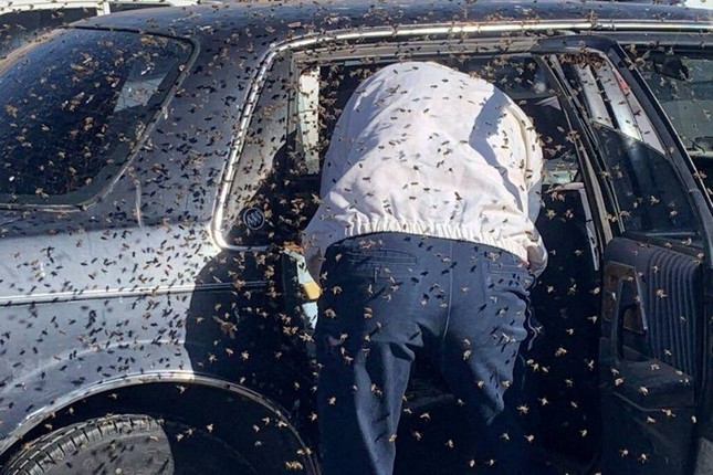 Vào siêu thị 10 phút, trở ra thì thấy có 15.000 con ong mật trong ô tô ảnh 1