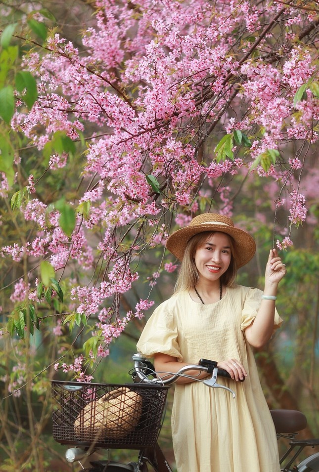Lý giải hiện tượng chưa từng có ở Đà Lạt, mai anh đào bất ngờ nở rộ giữa tháng 4 ảnh 5
