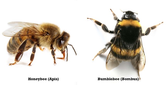 Ong ăn thịt, ong mật Việt Nam biết dùng công cụ, phân ong suýt gây đối đầu Chiến tranh Lạnh ảnh 6