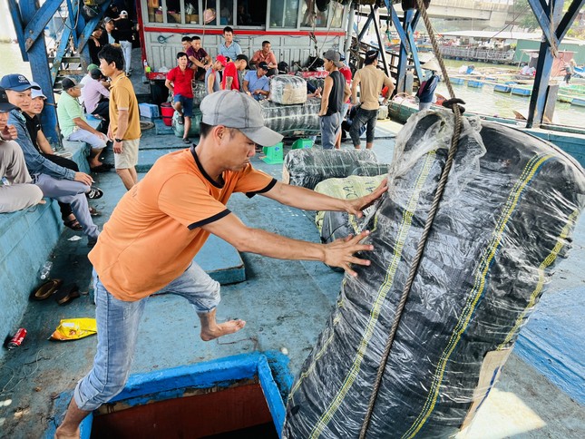 Die Fischer von Quang Ngai landeten glücklich und brachten Hunderte Milliarden Dong vom Schlangenkopfkalmar 5 ein