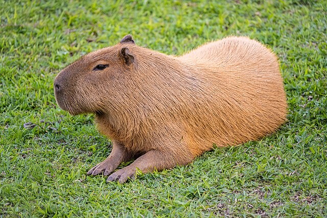 5 cách để bạn trở thành "chiến thần ngoại giao" được yêu mến như Capybara ảnh 1