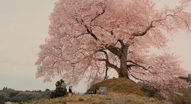 Mùa hoa anh đào nở rộ, cùng thưởng thức những bộ phim điện ảnh Nhật lãng mạn ảnh 13