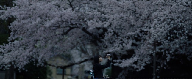 Mùa hoa anh đào nở rộ, cùng thưởng thức những bộ phim điện ảnh Nhật lãng mạn ảnh 18