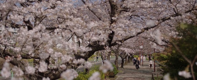 Mùa hoa anh đào nở rộ, cùng thưởng thức những bộ phim điện ảnh Nhật lãng mạn ảnh 22