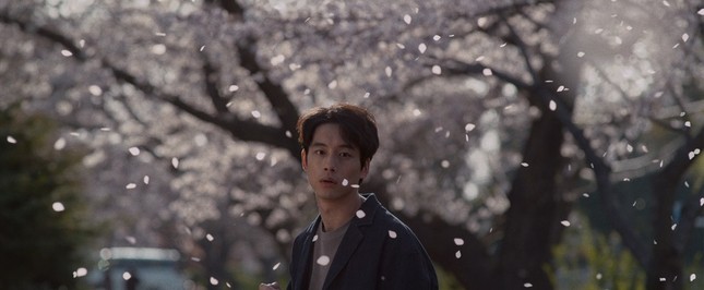 Mùa hoa anh đào nở rộ, cùng thưởng thức những bộ phim điện ảnh Nhật lãng mạn ảnh 23