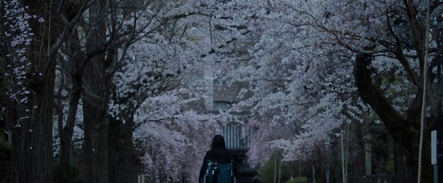 Mùa hoa anh đào nở rộ, cùng thưởng thức những bộ phim điện ảnh Nhật lãng mạn ảnh 17