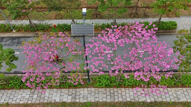 Mê hoặc với con đường hoa kèn hồng đang bung nở ở Hà Nội ảnh 1