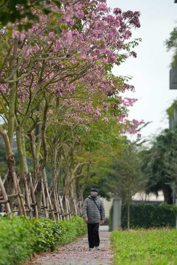 Mê hoặc với con đường hoa kèn hồng đang bung nở ở Hà Nội ảnh 3